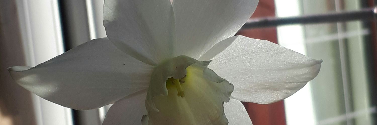 adele_hull's profile banner image