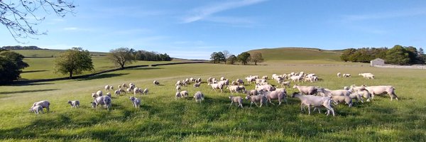 dalesfarmer Profile Banner