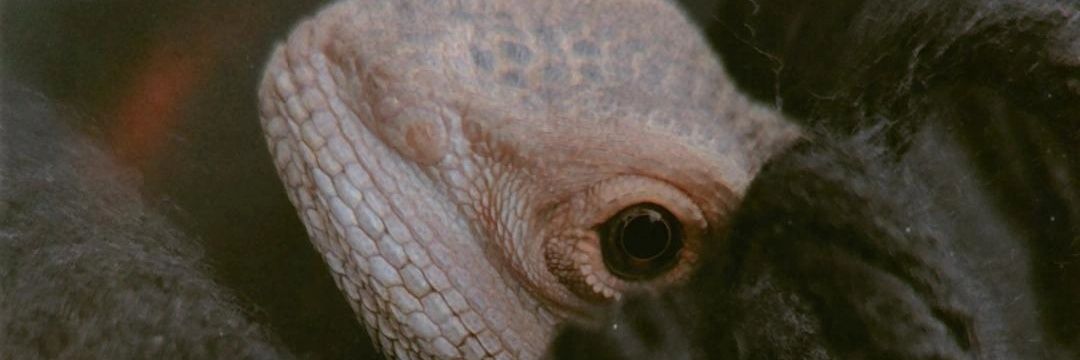 scodelarjo's profile banner image