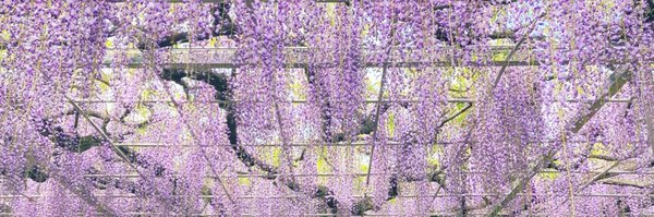 akkkanee001 Profile Banner