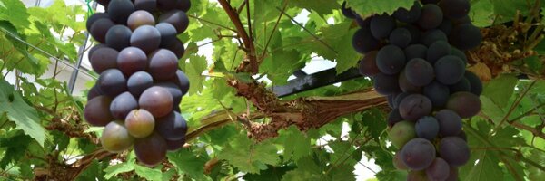 Katrinas_Fizz Profile Banner