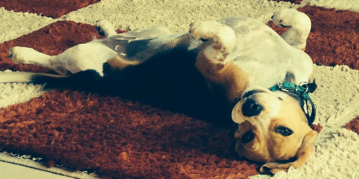 AvaTheBeagle's profile banner image