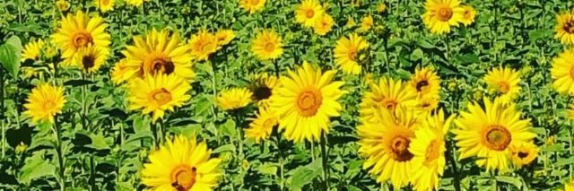 Laura Andersson banner