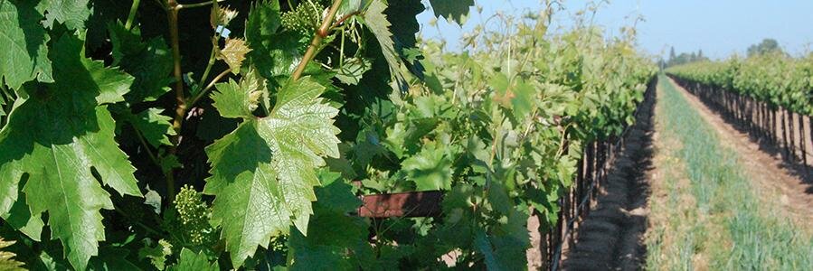 benitowine's profile banner image