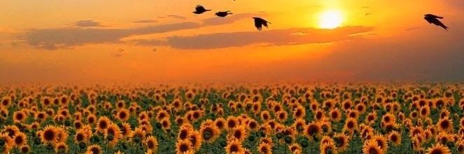 Karrenedna's profile banner image