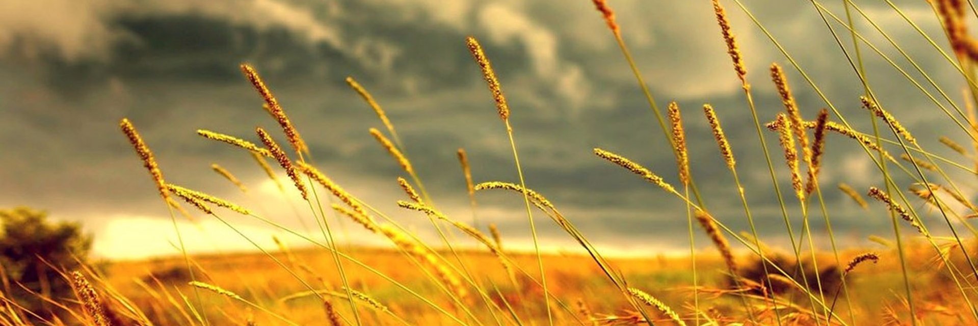 lilasr's profile banner image