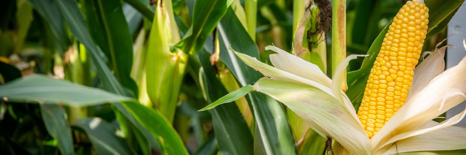 Graham Parnell banner