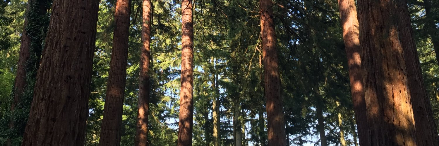 TrencromTree's profile banner image