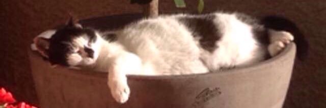 Valérie 💉💉💉💉💉 banner