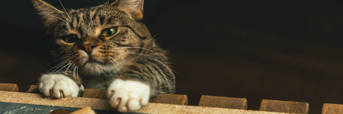 photocase's profile banner image