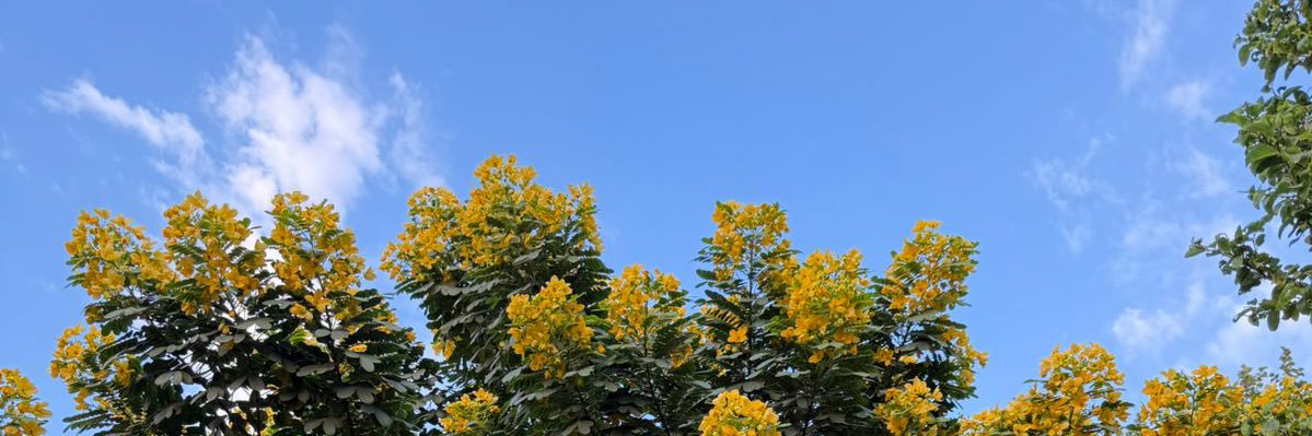 شتلات بريّة banner