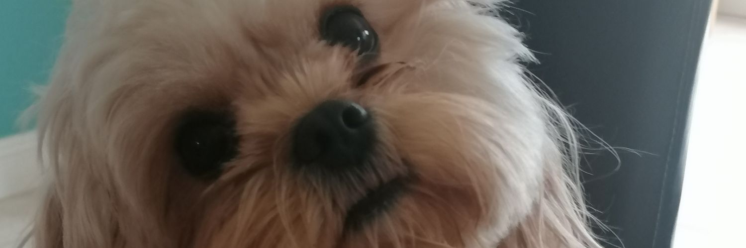 Darcy Cameron banner