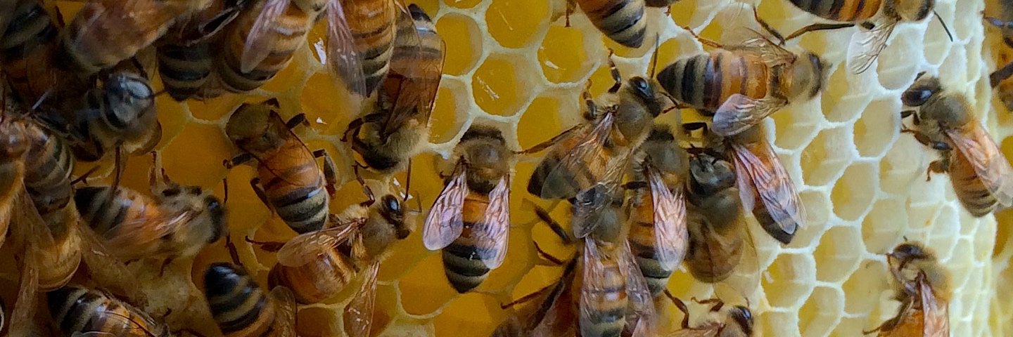 strongmicrobials banner