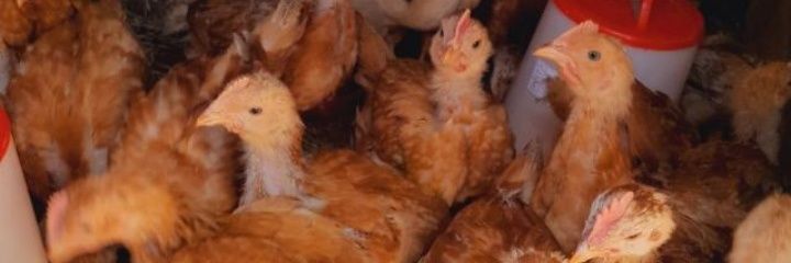 Father Of Chickens banner