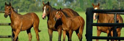 Haras Santa Ines banner