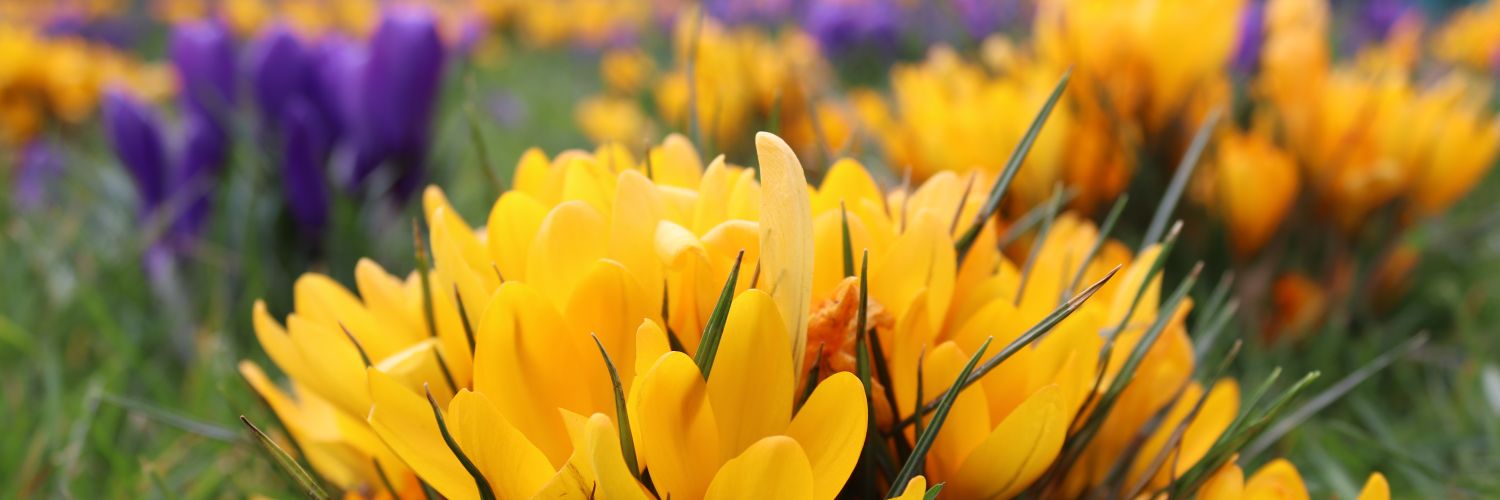 Dr Sophie Meredith banner