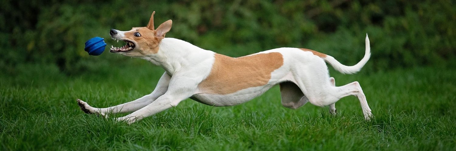 wildwhippies's profile banner image