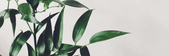Gin. banner