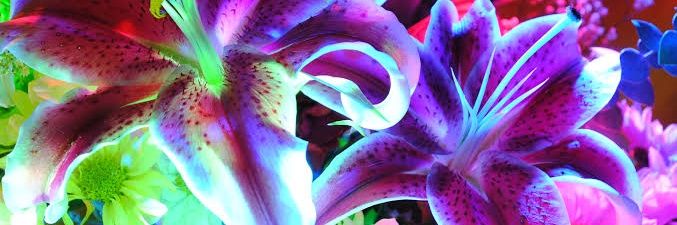 fℓσr.•❀.•° banner