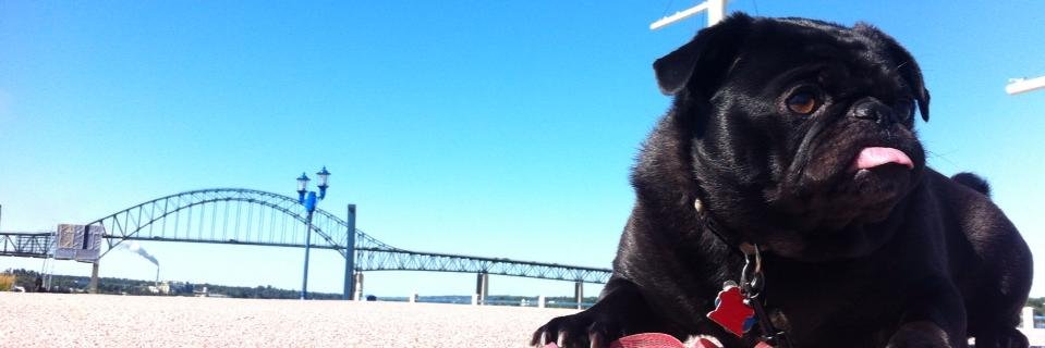 Shannon MacLeod banner