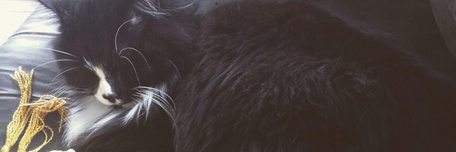 camwalty's profile banner image