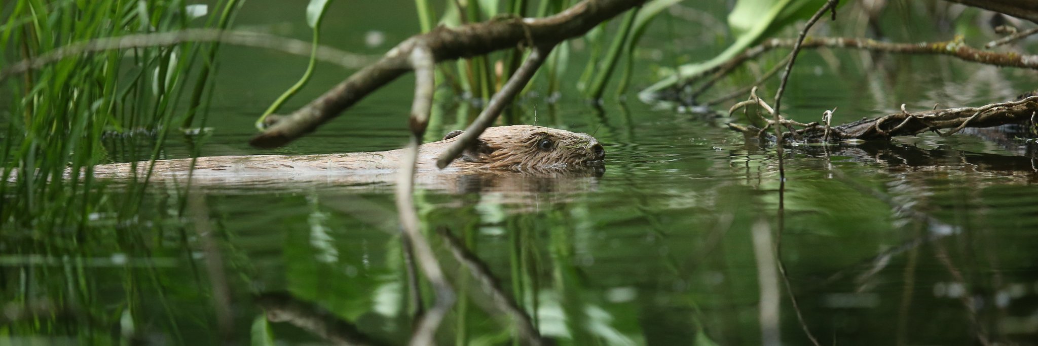 Percys Country Hotel banner