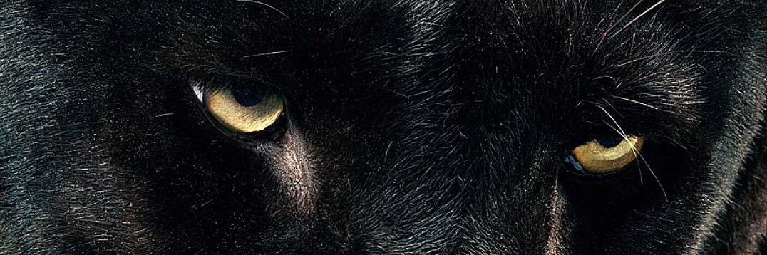Thedanah93's profile banner image