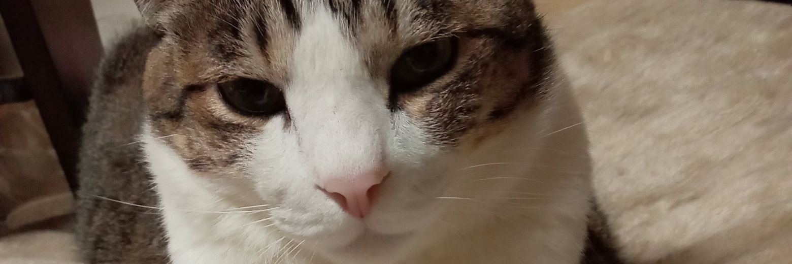chiduru29's profile banner image