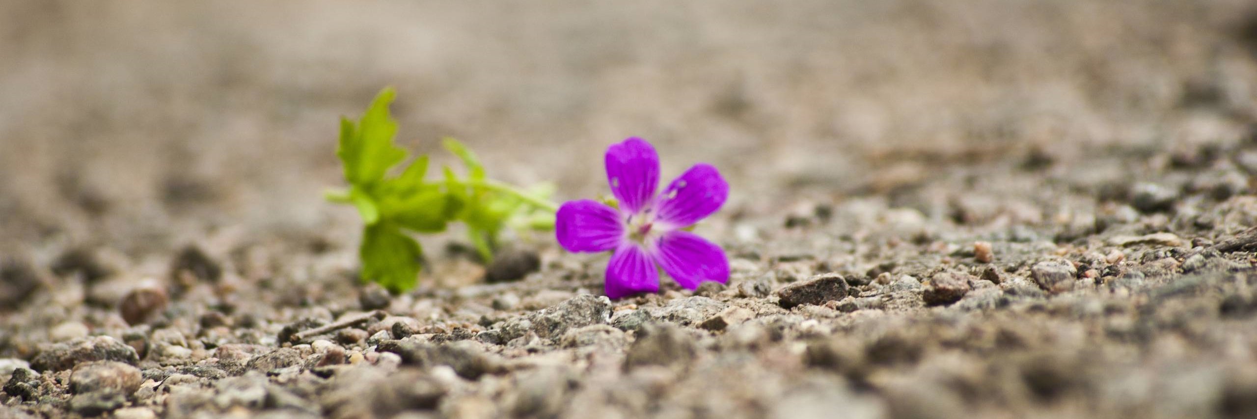 Racheal Smith banner