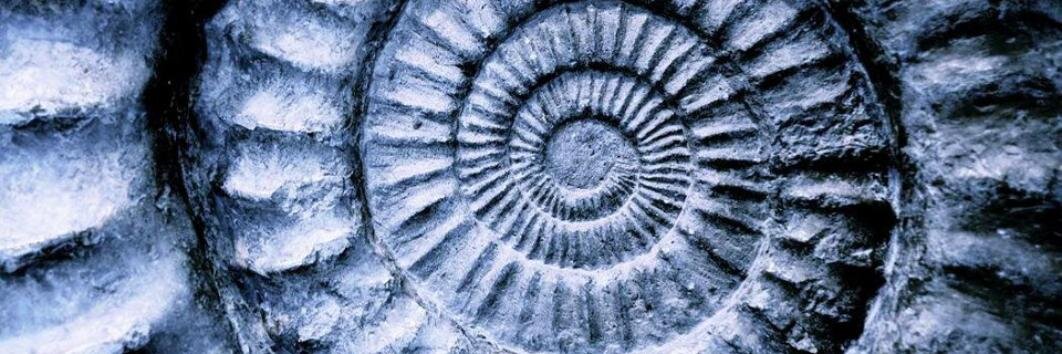 Geneva Collins banner