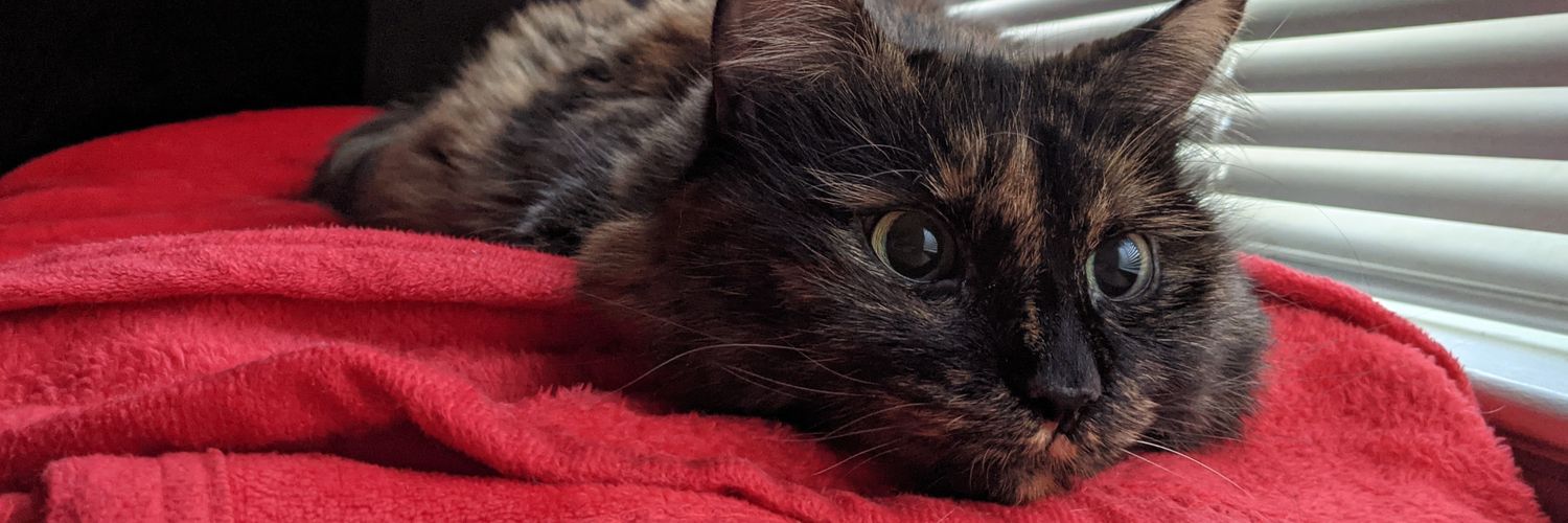 Sarah 🐱 banner