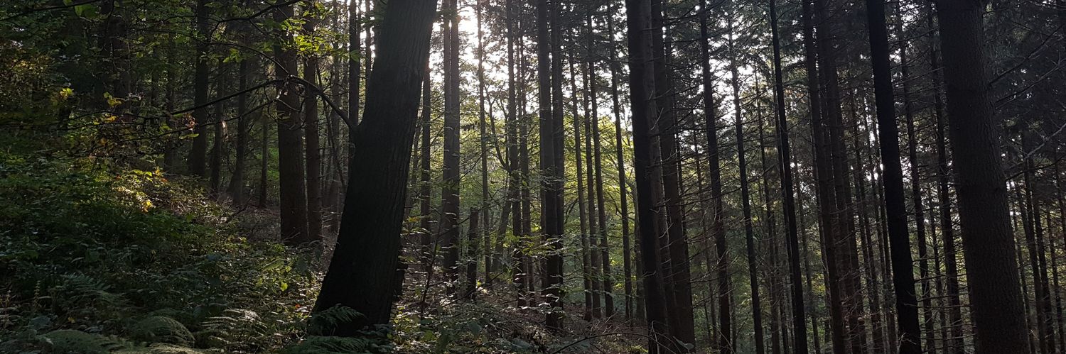 Alina M. Winkelkotte banner