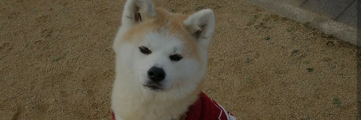 MorenaChanel6's profile banner image