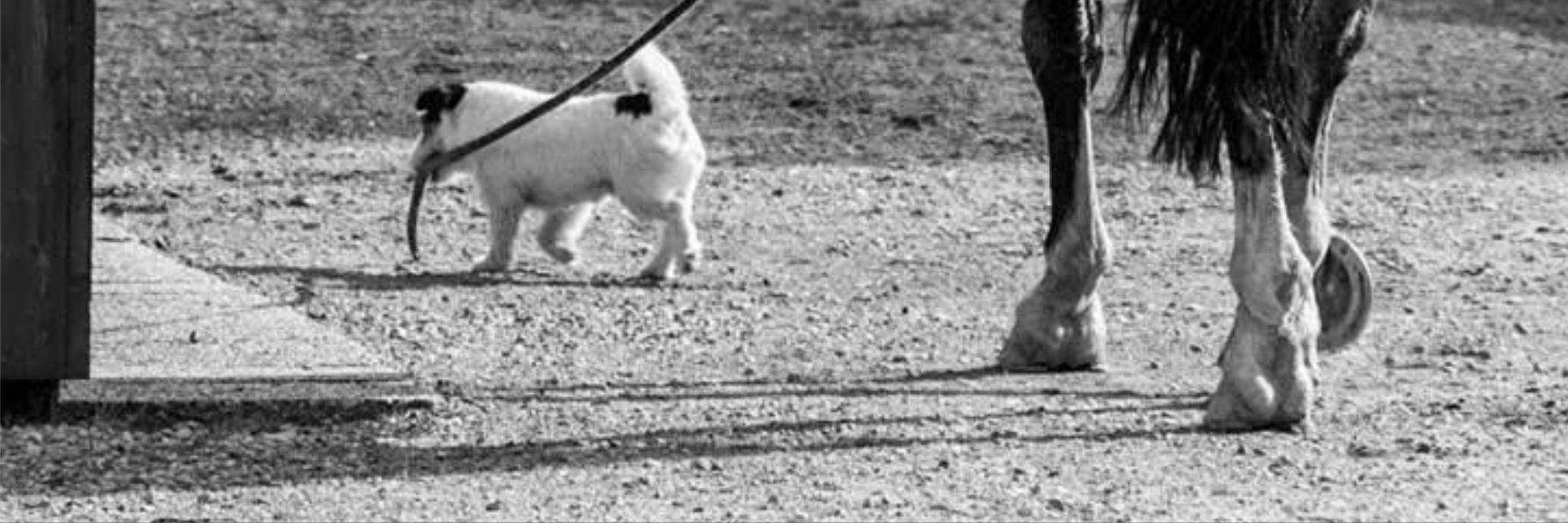 doganddobbin's profile banner image