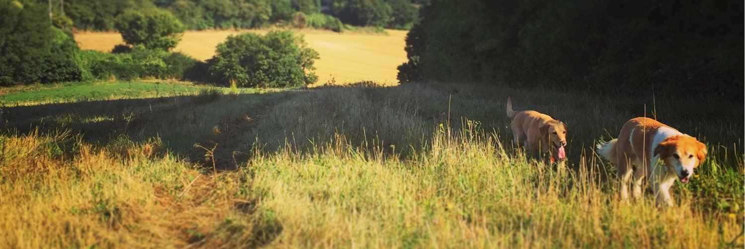 suffolk_dog's profile banner image