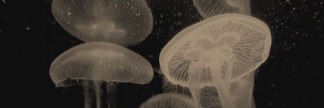 lilsumsumz's profile banner image