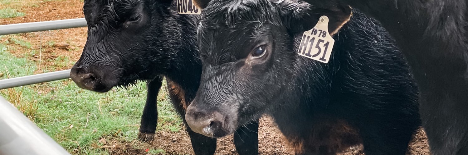 Emily McDermott banner