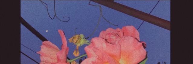 Roy Ren banner