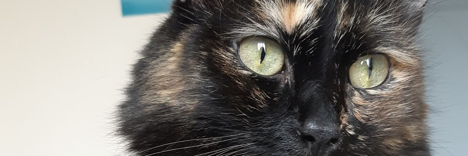 FloMlle's profile banner image