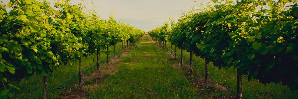 Salt Lick Cellars banner