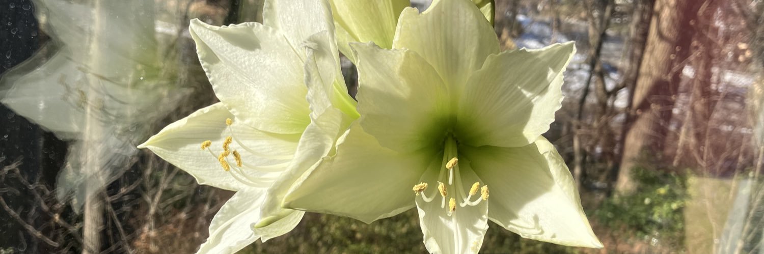 Tracey Foley banner