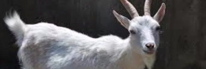 RodtheFlump's profile banner image