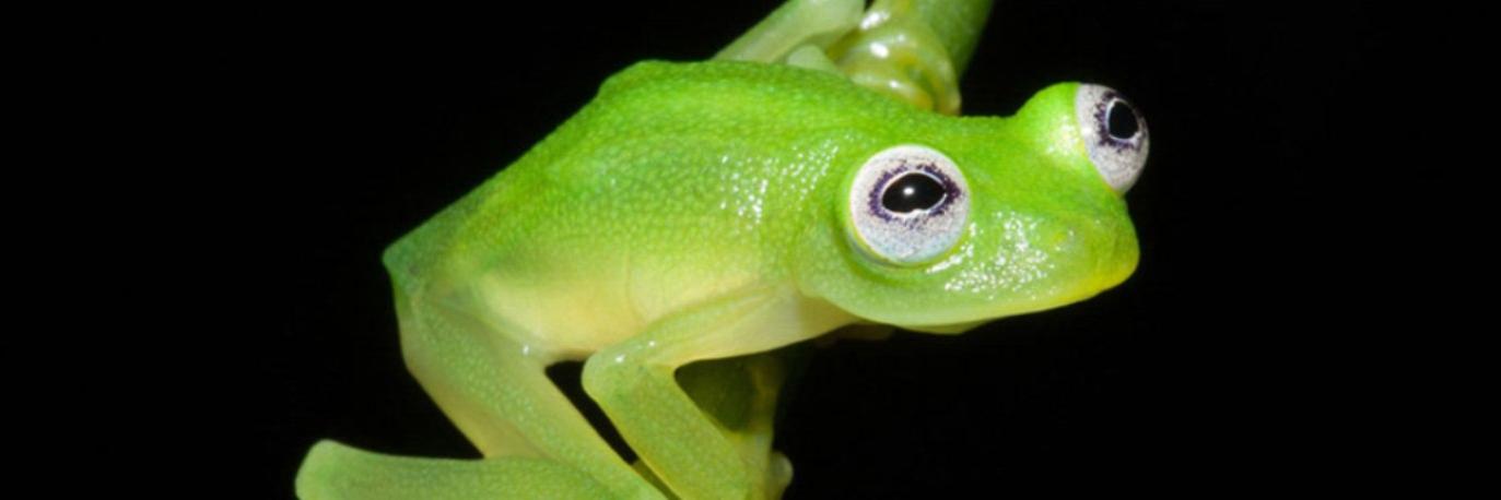 translator_frog's profile banner image