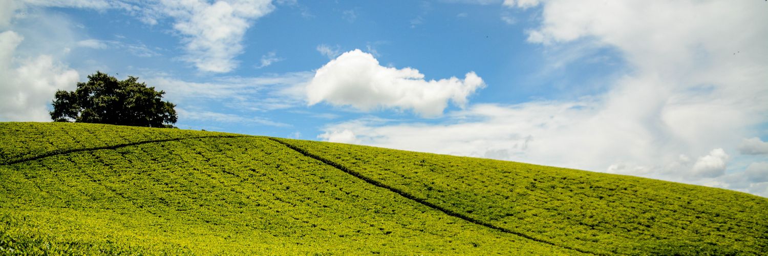 xphine_o's profile banner image