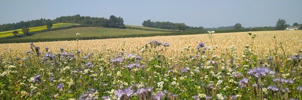 AllertonProject Profile Banner