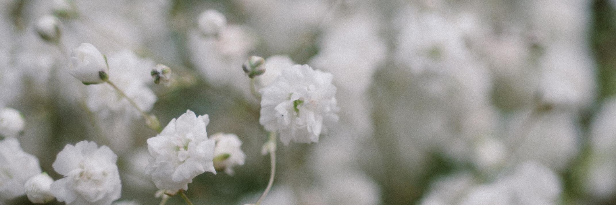 Caroline B. banner