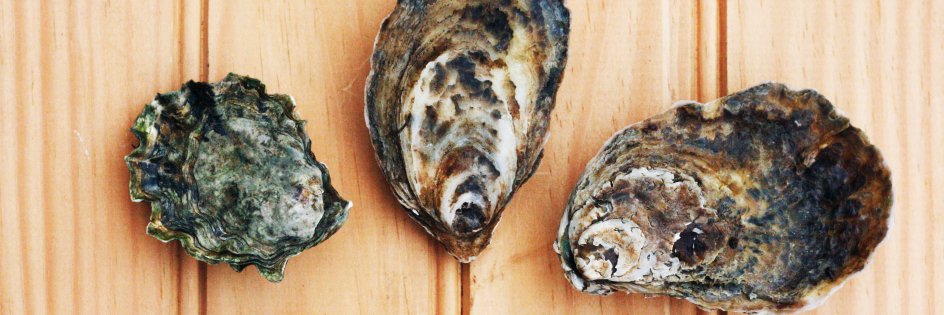 ElementSeafood's profile banner image