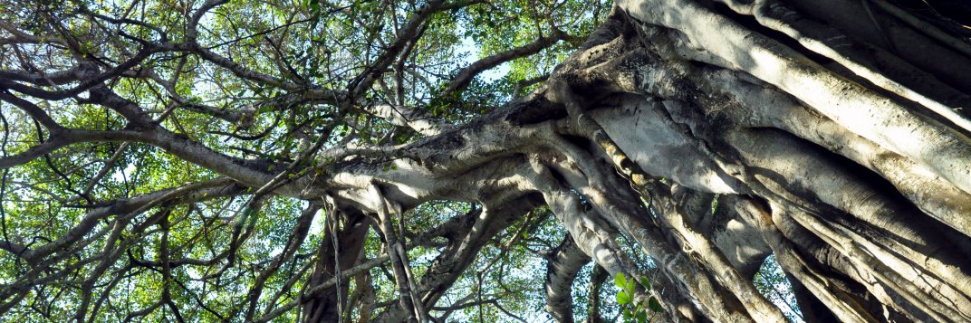 The Holbrook Lab banner