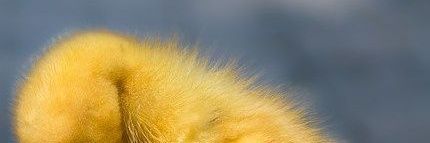 patoross1's profile banner image