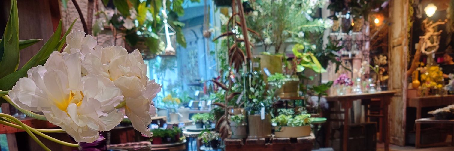 みょこ banner